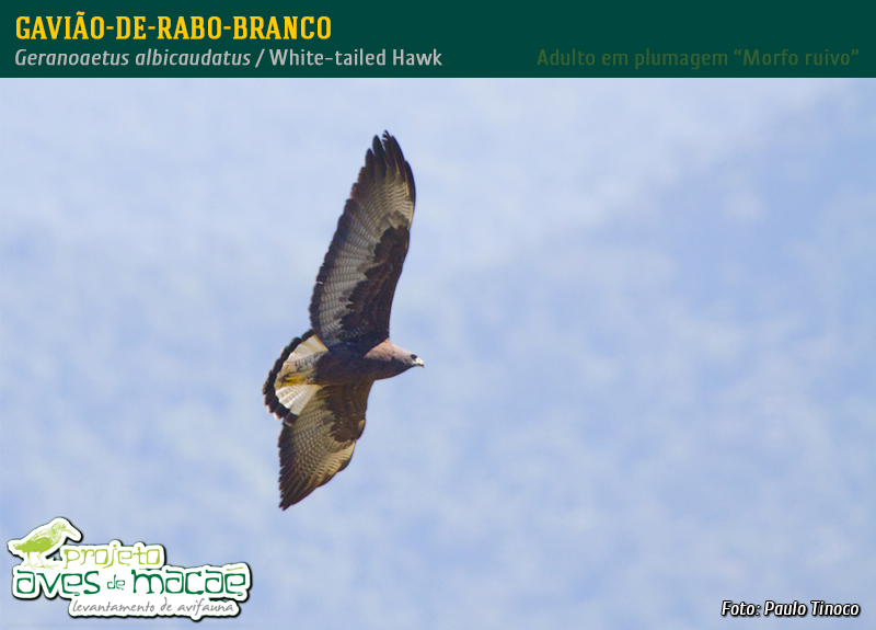 Gavião-de-rabo-branco (padrão morfo-escuro)