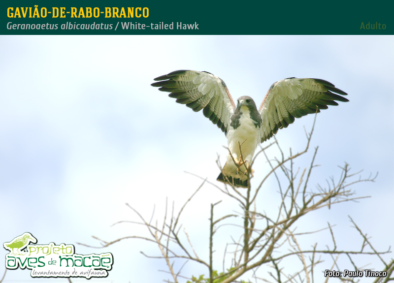 Gavião-de-rabo-branco (adulto)