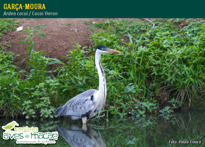 Garça-moura