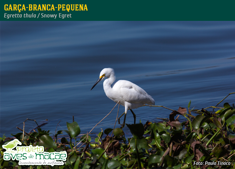 Garça-branca-pequena