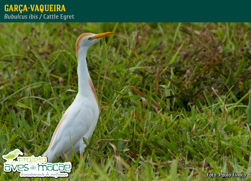 Garça-vaqueira