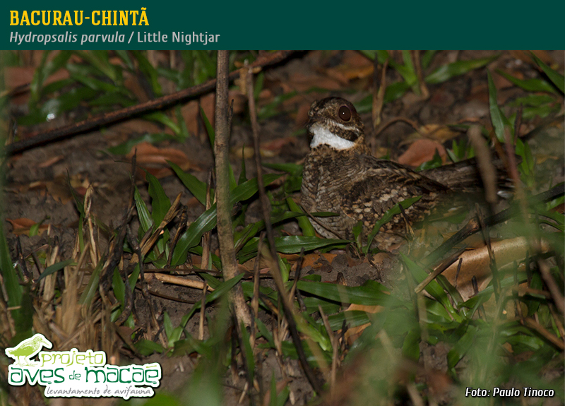 Bacurau-chintã