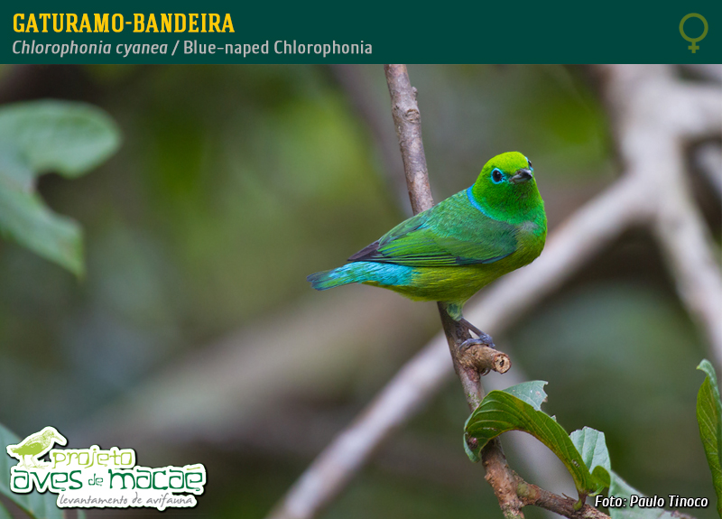 Gaturamo-bandeira (fêmea)