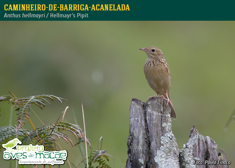 aminheiro-de-barriga-acanelada