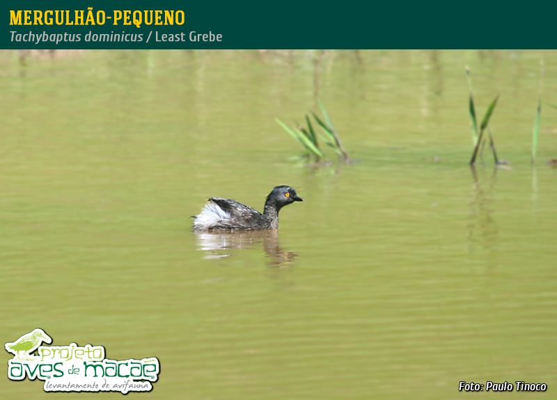 Mergulhão-Pequeno