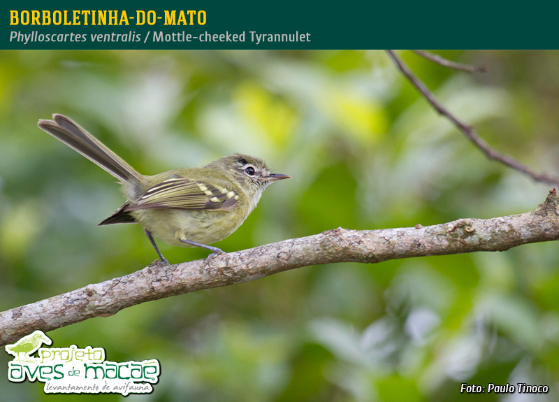 Borboletinha-do-mato