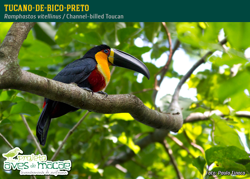 Tucano-de-Bico-Preto