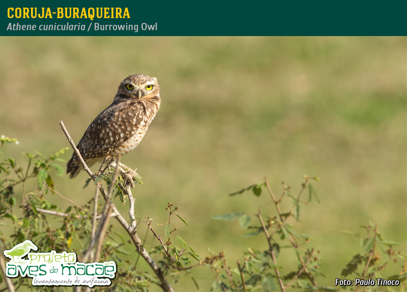 Coruja-Buraqueira