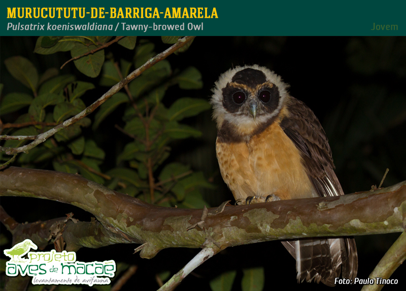 Murucututu-de-Barriga-Amarela Jovem