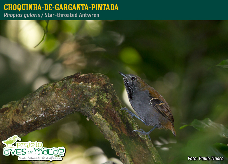 Choquinha-de-Garganta-Pintada