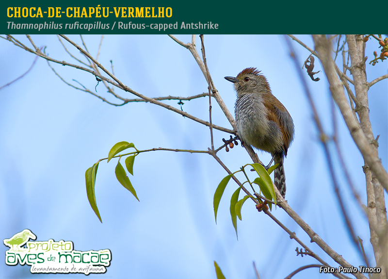 Choca-de-Chapéu-Vermelho