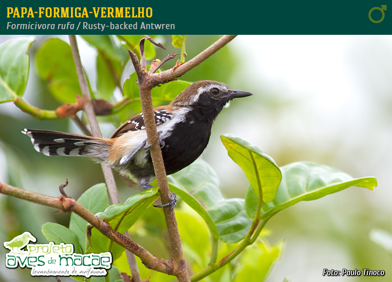 Papa-Formiga-Vermelho