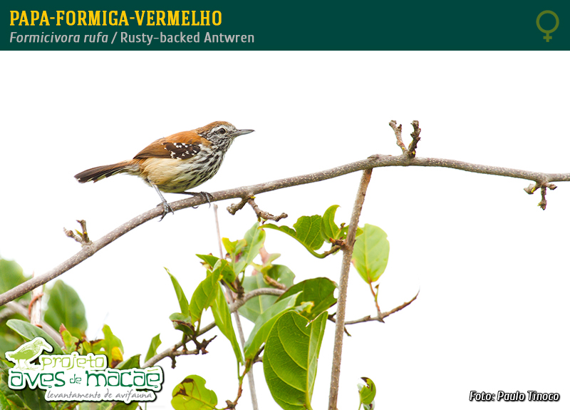 Papa-Formiga-Vermelho