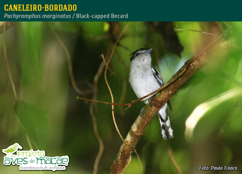 Caneleiro-bordado