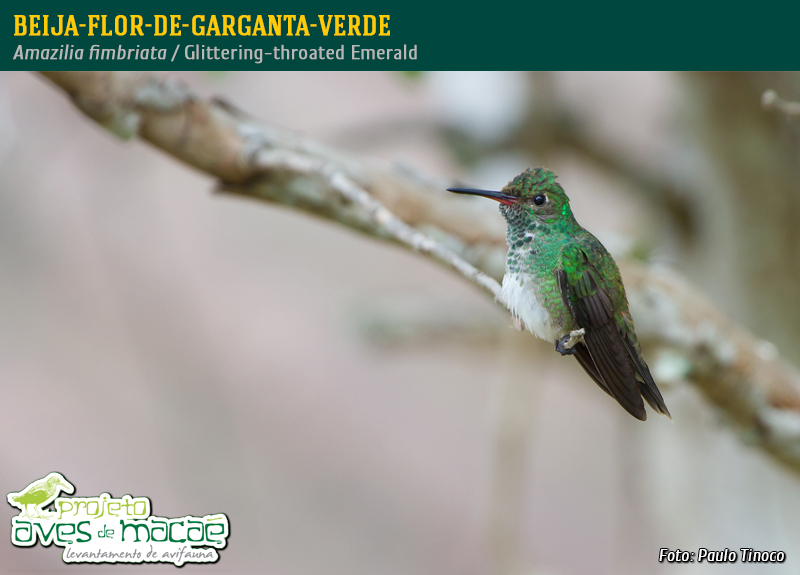 Beija-flor-de-garganta-verde