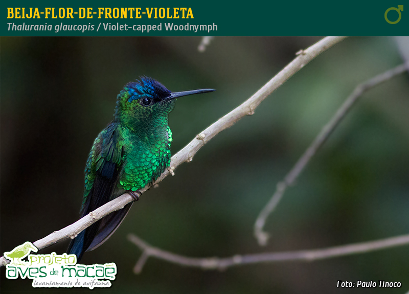 Beija-flor-de-fronte-violeta