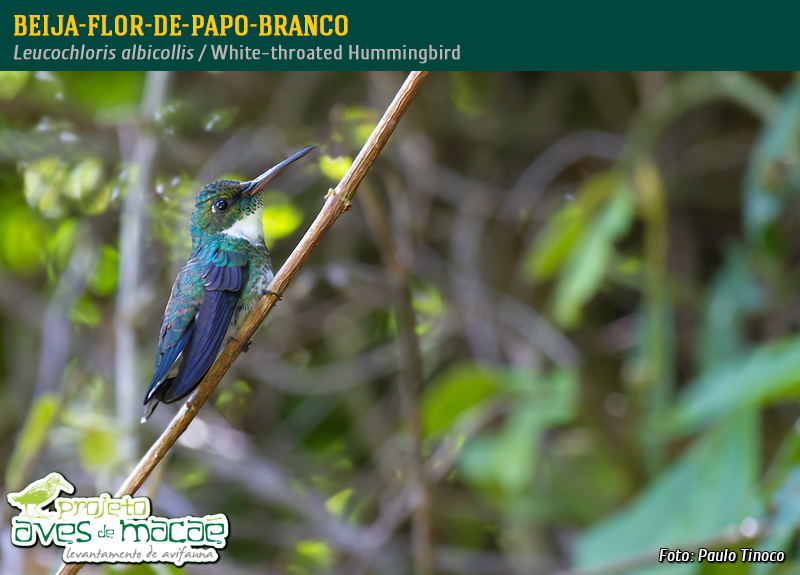 Beija-flor-de-papo-branco