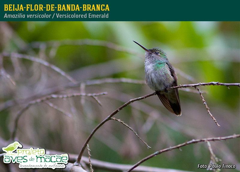 Beija-flor-de-banda-branca