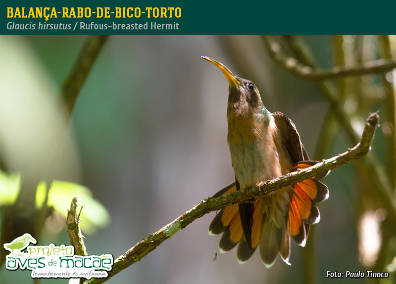 Balança-rabo-de-bico-torto