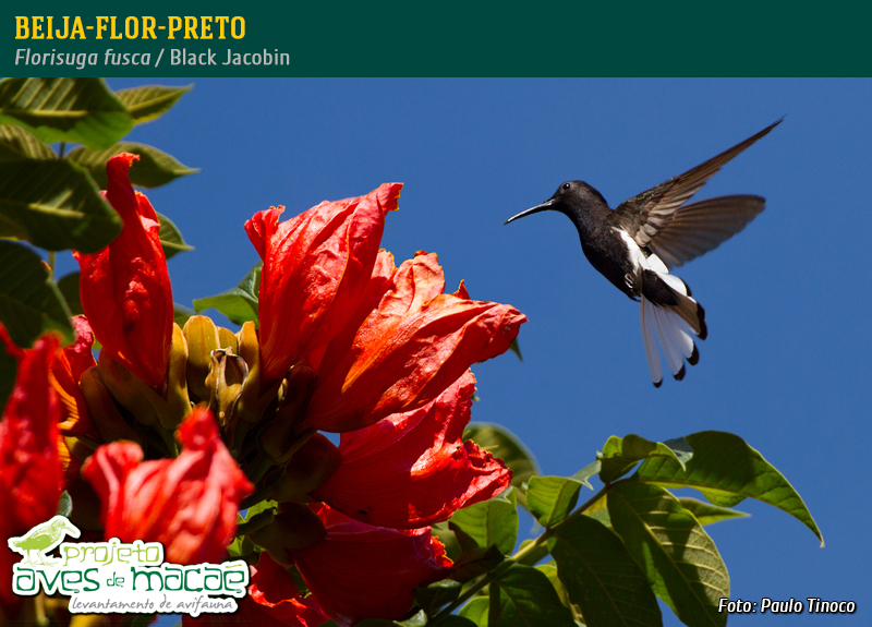 Beija-flor-preto