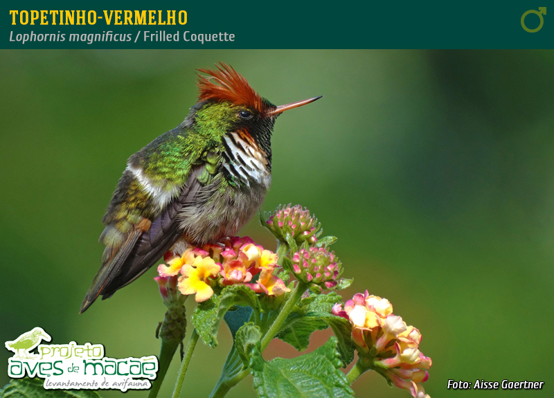 Topetinho-vermelho