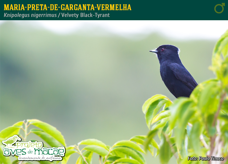 Maria-preta-de-garganta-vermelha