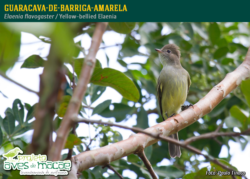 Guaracava-de-barriga-amarela