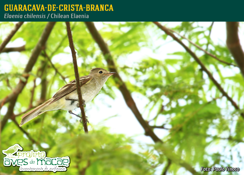 Guaracava-de-crista-branca