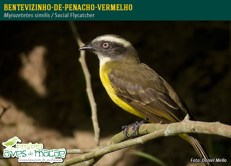 Bentevizinho-de-penacho-vermelho