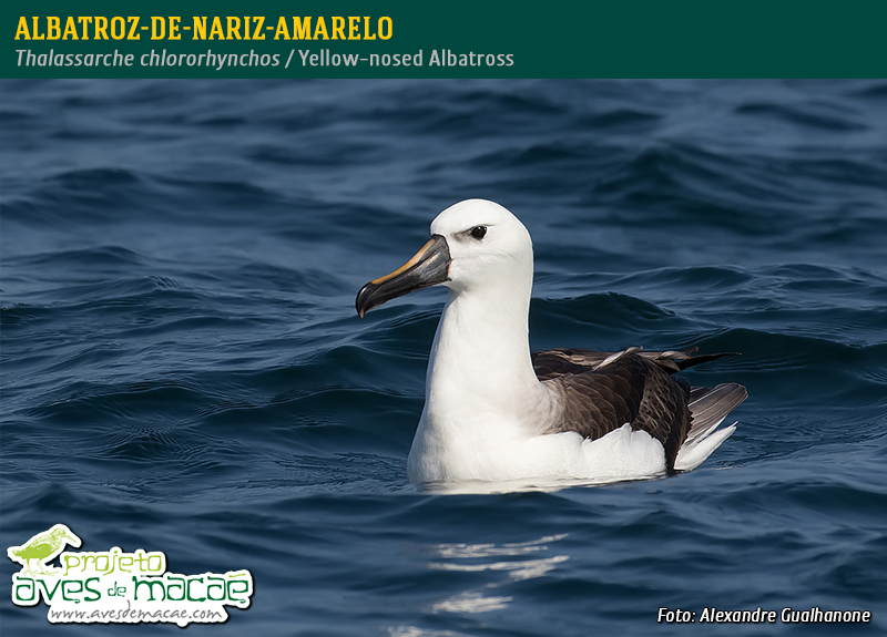 Albatroz-de-nariz-amarelo