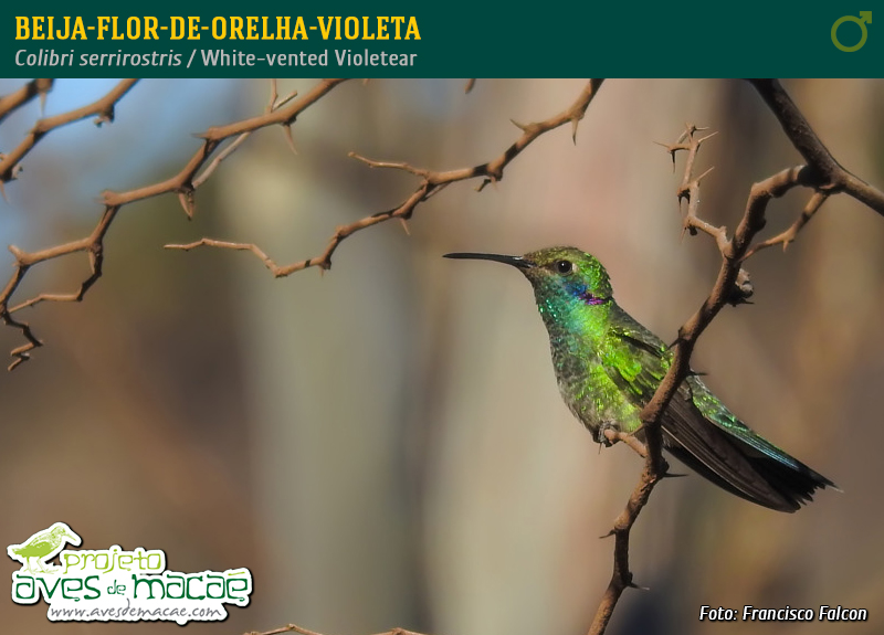 Beija-flor-de-orelha-violeta