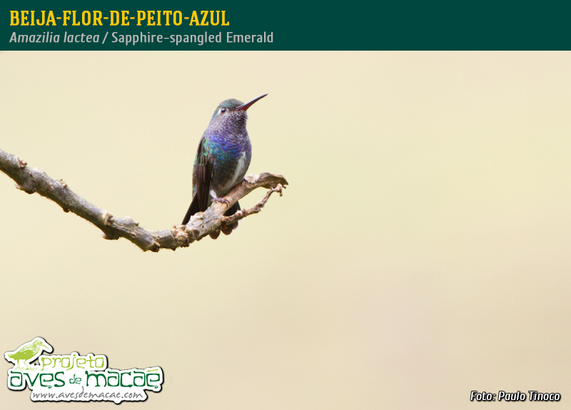 Beija-flor-de-peito-azul