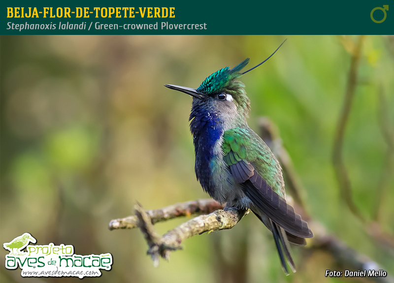 Beija-flor-de-topete-verde