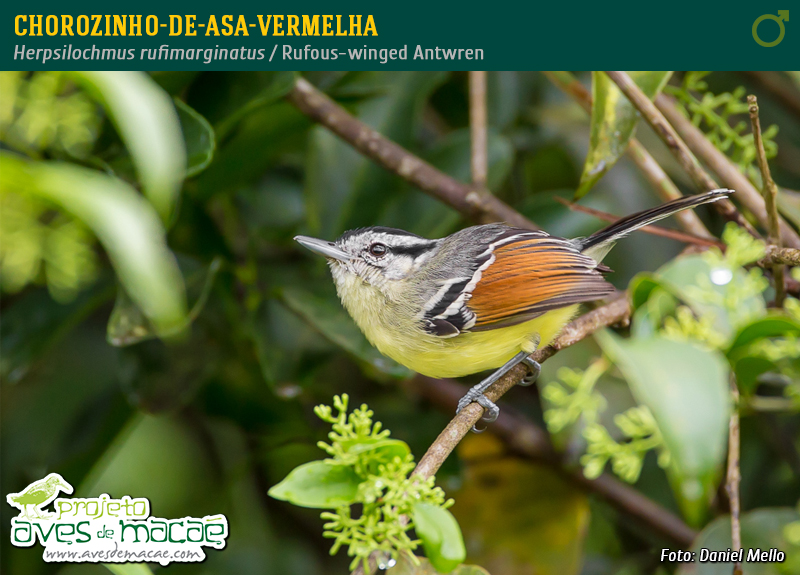 Chorozinho-de-asa-vermelha (macho)