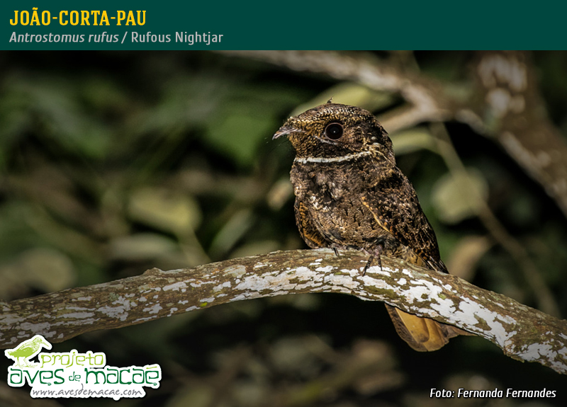 João-corta-pau