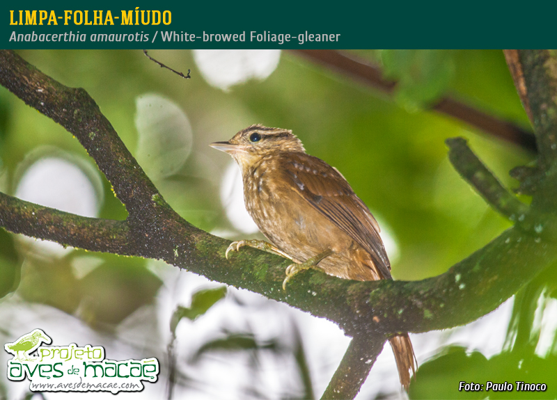 Limpa-folha-miúdo