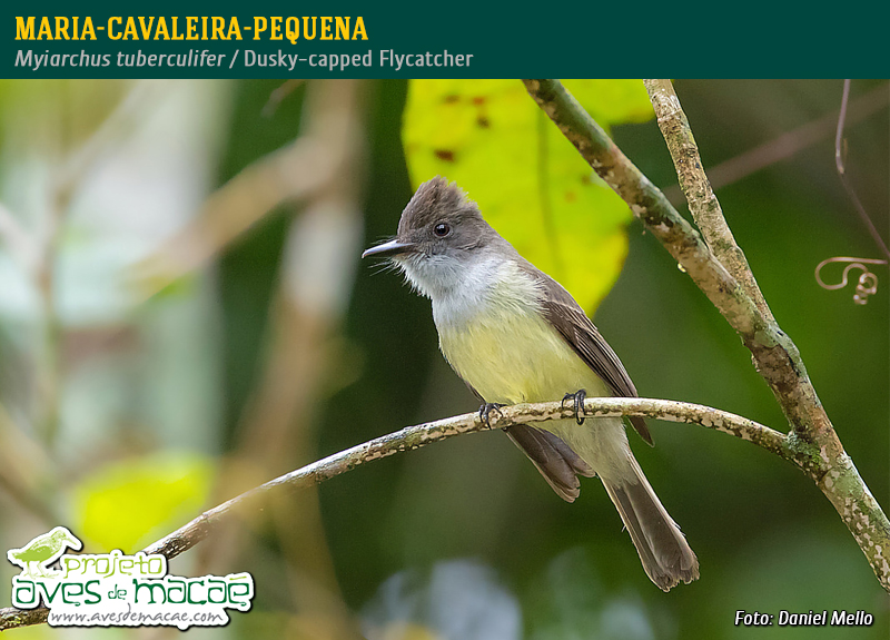 Maria-cavaleira-pequena