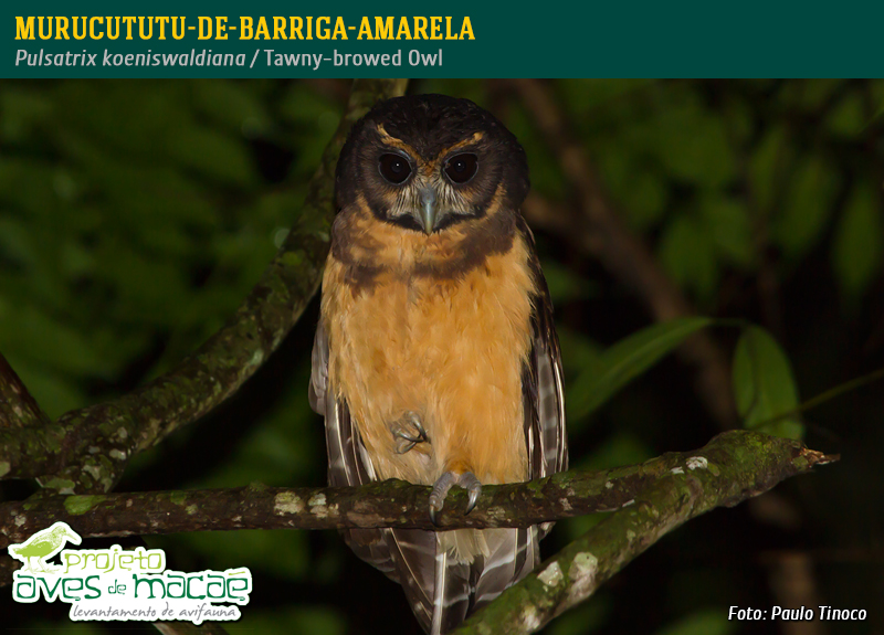 Murucututu-de-barriga-amarela (adulto)