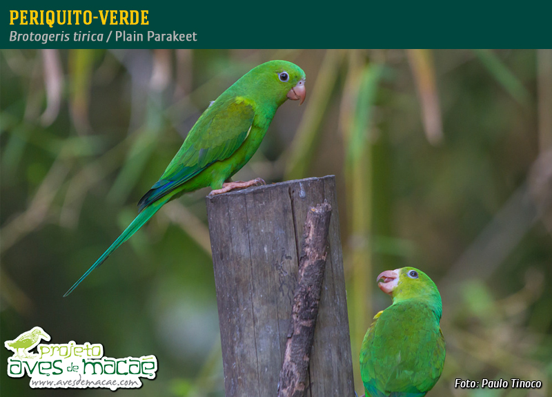 Periquito-verde