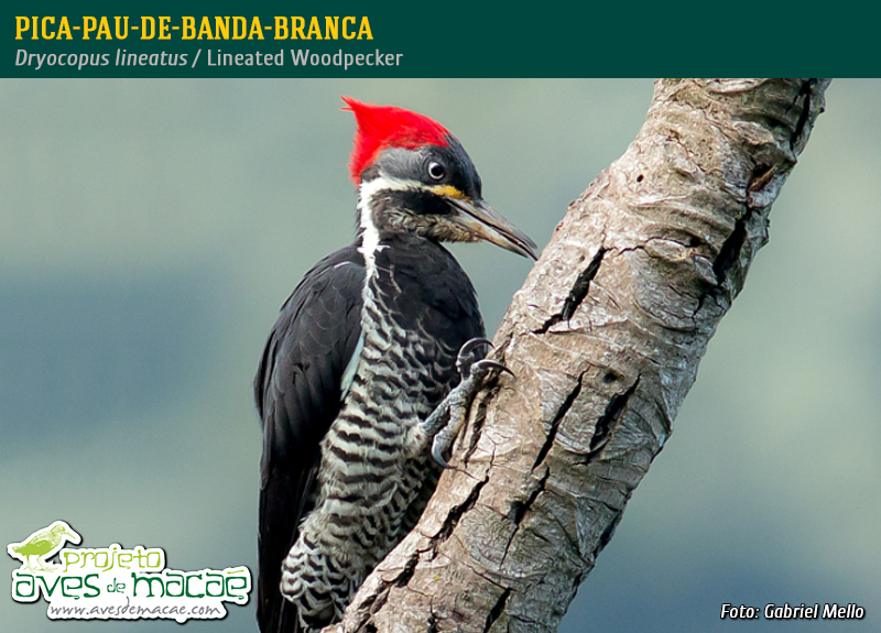 Pica-pau-de-banda-branca