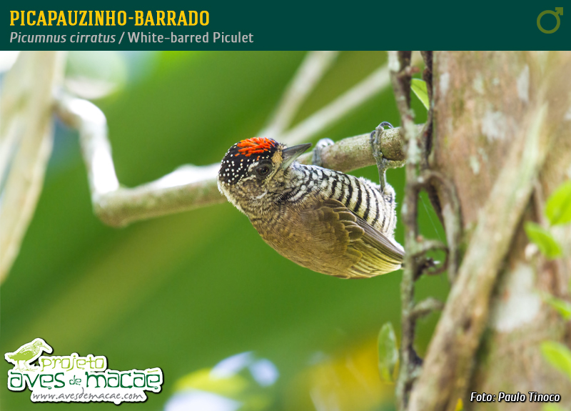 Picapauzinho-barrado (macho)