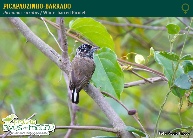 Picapauzinho-barrado (fêmea)