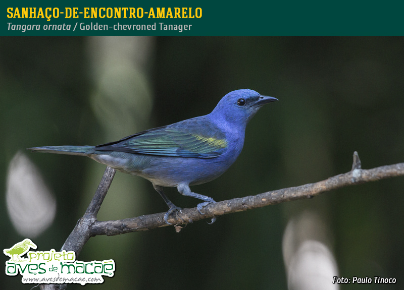 Sanhaço-de-encontro-amarelo