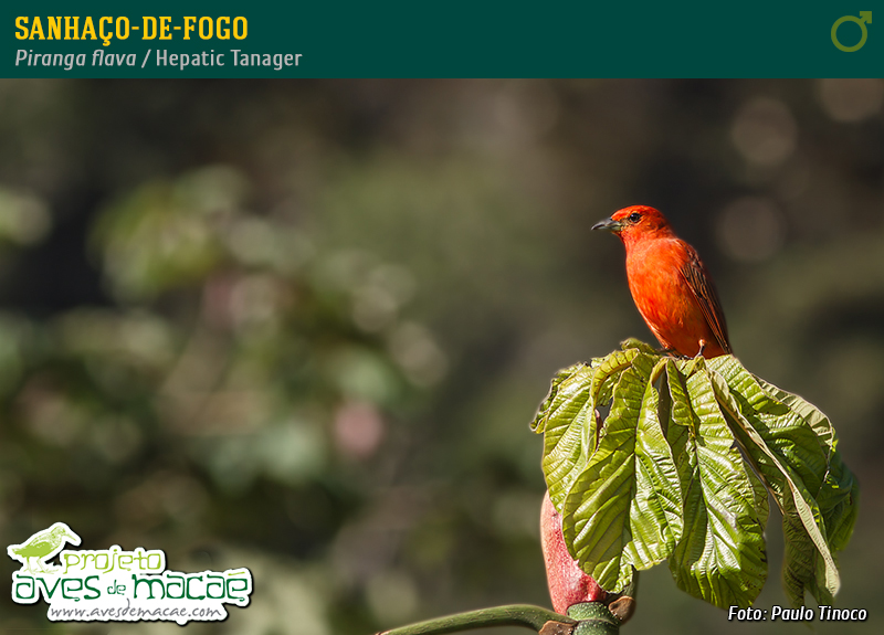 Sanhaço-de-fogo