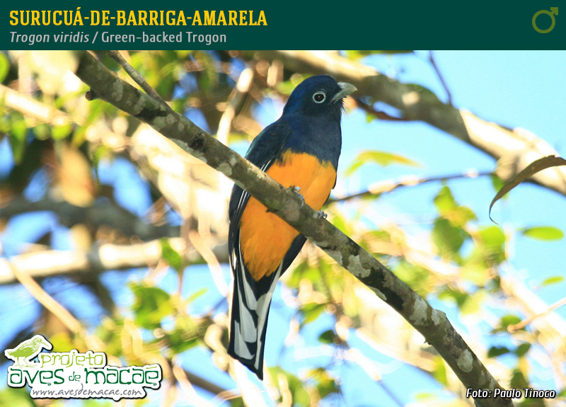 Surucuá-de-barriga-amarela