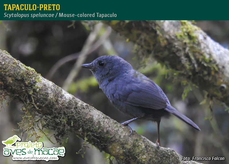 Tapaculo-preto